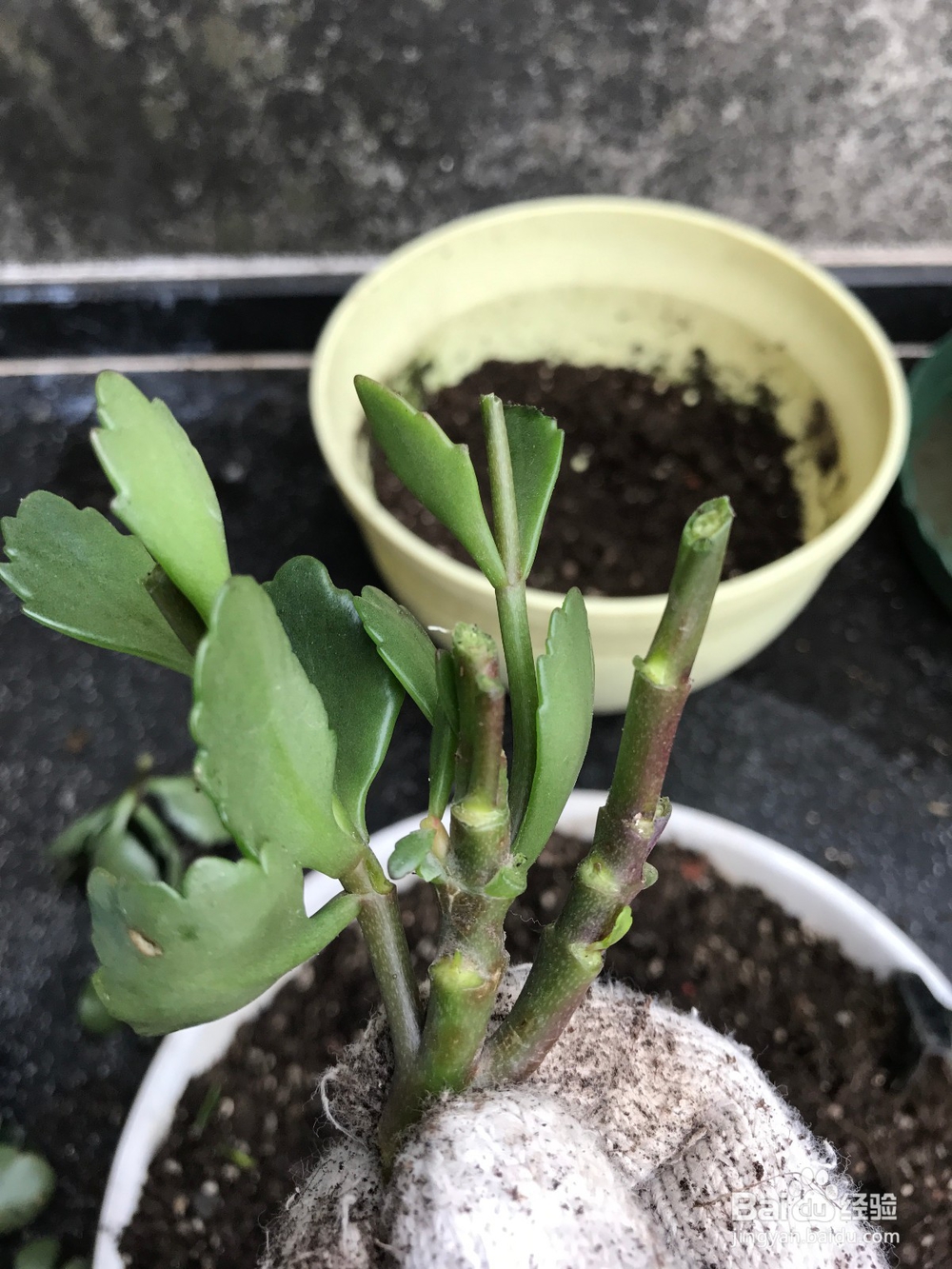 长寿花开败后的处理方法