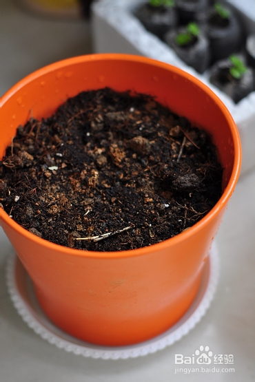 【孕期食谱】番茄烧排骨做法,秘制番茄烧排骨