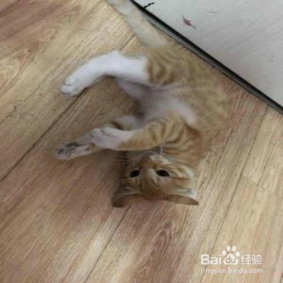 橘猫生气了想离家出走怎么办