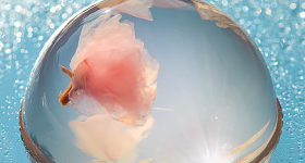 凉粉樱花果冻的做法