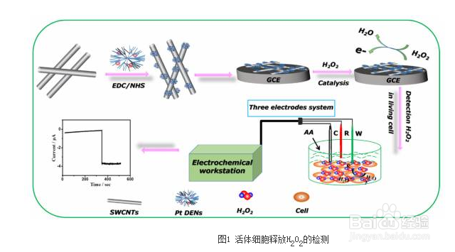 晨源分子技术人员制备pamam检测活细胞H2O2