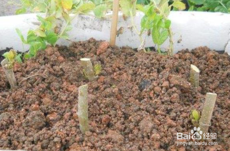 桑树种植时间和方法