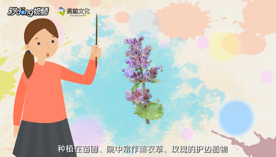 猫薄荷怎么用