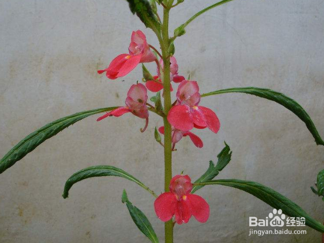 指甲花有什么功效和作用？