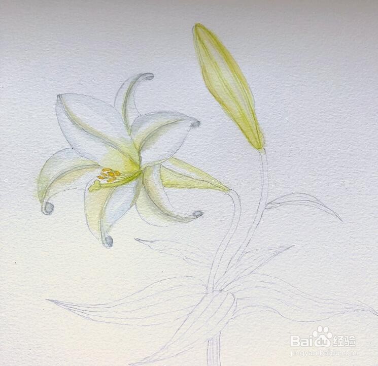 简单的水彩画教程，水彩画百合花步骤图解