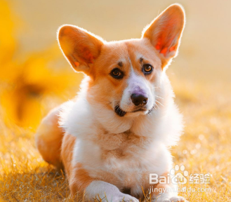 如何养柯基犬 饮食上尤为重要