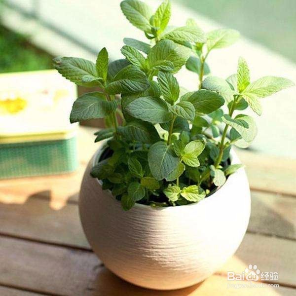 卧室适合养什么花或植物?卧室植物选择注意事项