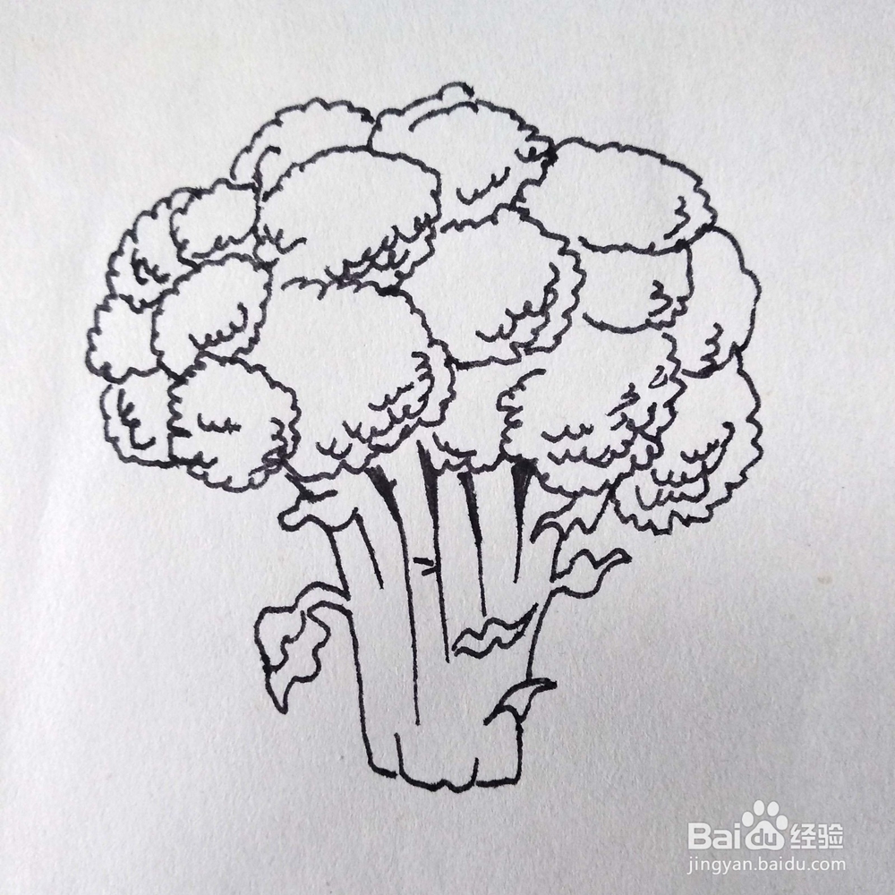怎么画一颗写实的花菜速写/卡通简笔画？