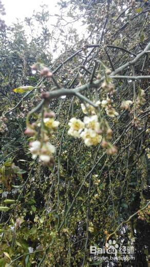 丽江雪季旅游攻略