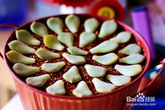 这样叶插多肉叶片轻松变成小森林！