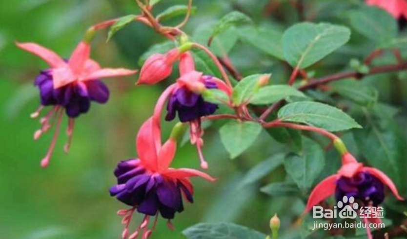 到挂金中怎么养