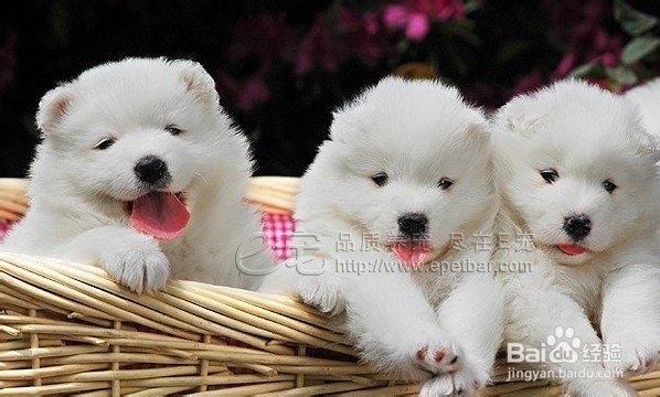 怎样知道狗狗要上厕所了