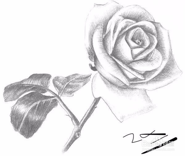 新手如何画一支玫瑰花