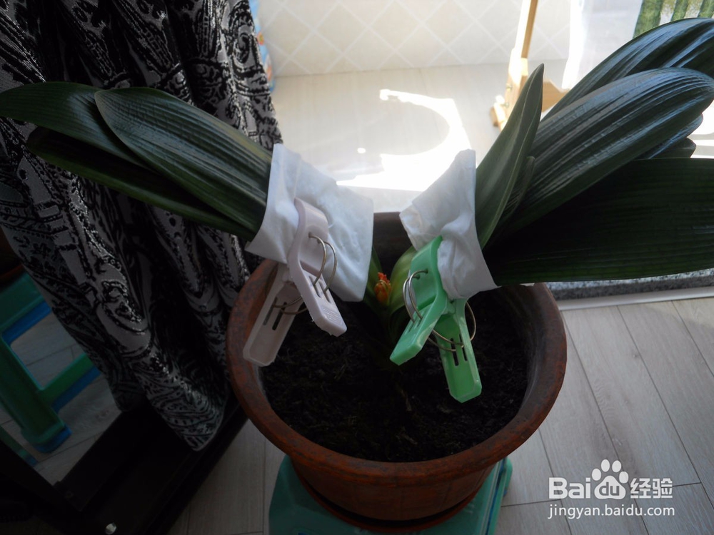 如何给君子兰施肥