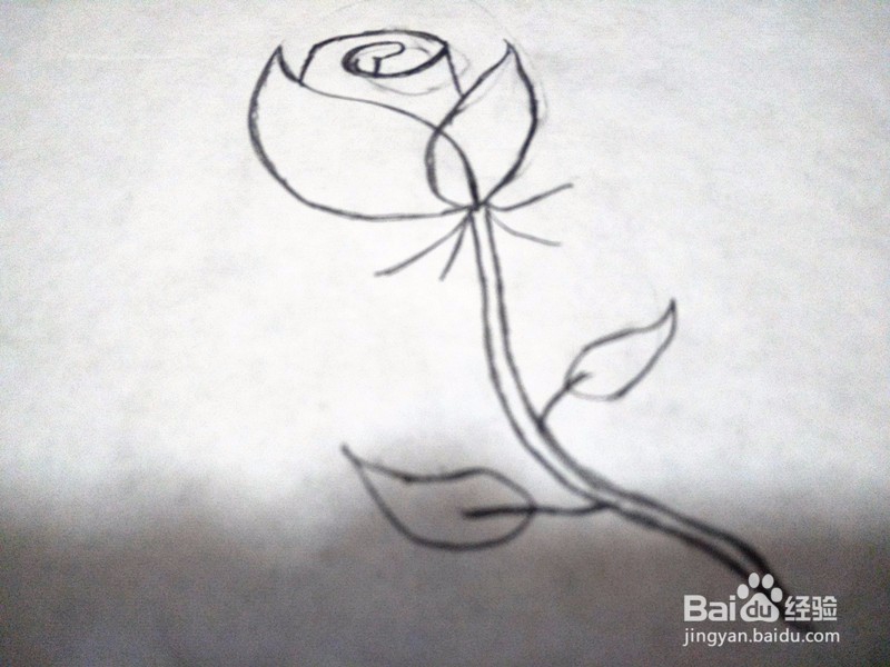 玫瑰花简笔画怎么画