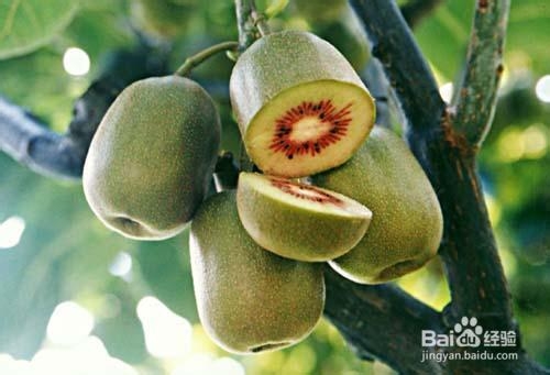 #水果#如何挑选猕猴桃