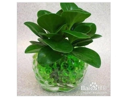 室内植物大全