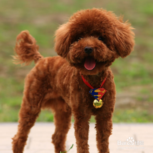 泰迪犬怎么把毛色如何变亮