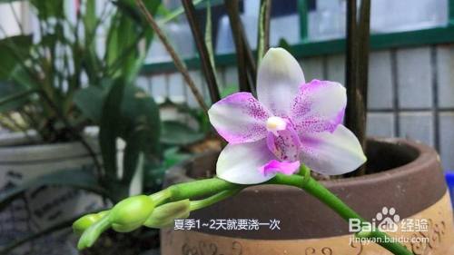 蝴蝶兰怎么养浇水