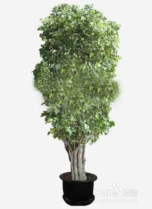 防辐射的植物有哪些