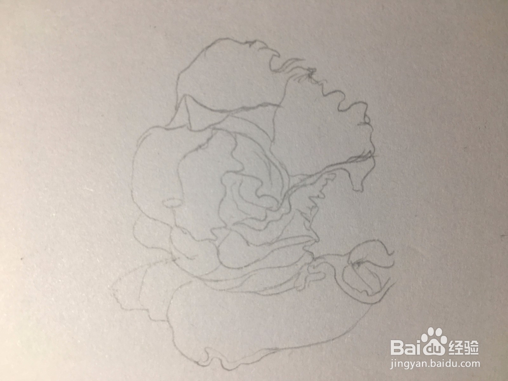 月季花的画法 月季简笔画 三朵月季的线描画教程