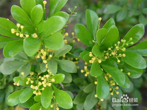 生活 对家中有益的植物