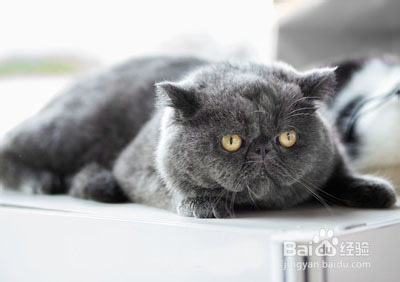 怎么样选购猫咪：[9]怎样选购英国短毛猫