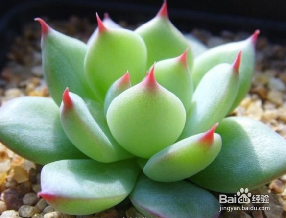 多肉植物徒长怎么办