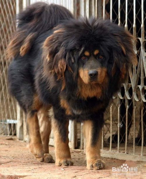 世界上最凶最猛最厉害的狗