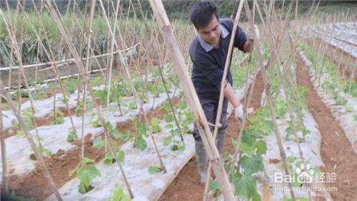 黄瓜的栽培方法