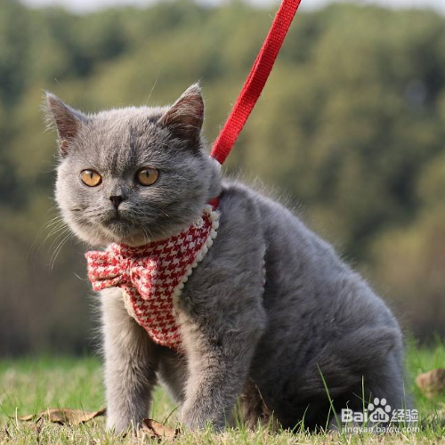选择英短猫用具时有什么需要注意的呢