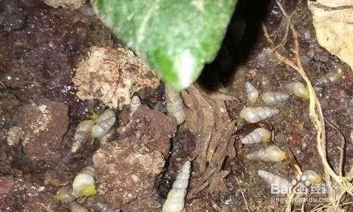 花盆里有好多烟管螺需不需要清除？怎么清除？