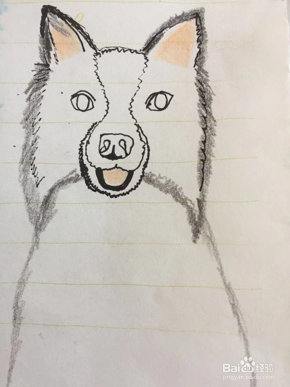 插画教程之边牧犬