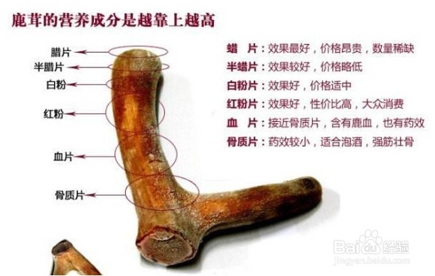 鹿茸如何分辨质量好坏以及如何储存