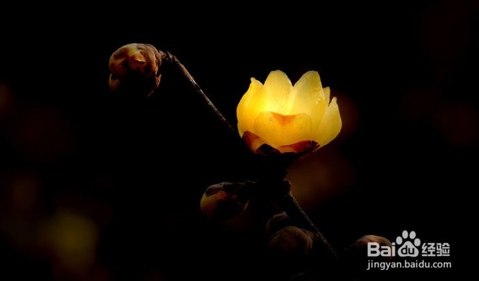 腊梅花鸡糕攻略