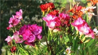 春节4种“兰花”放家里，花开芬芳比香水好闻