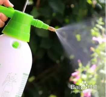 君子兰新叶皱怎么处理