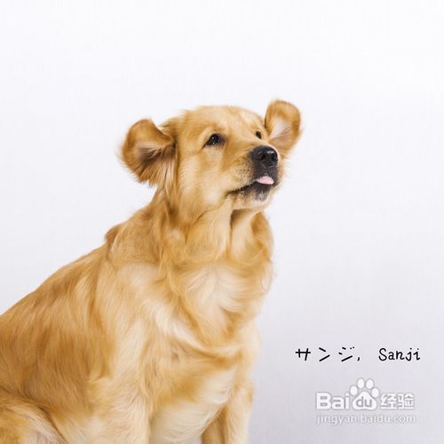 小方法训练宠物狗安静休息