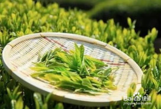 毛尖属于什么茶