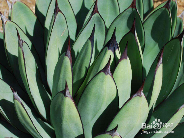 金边龙舌兰一般会长哪些害虫？