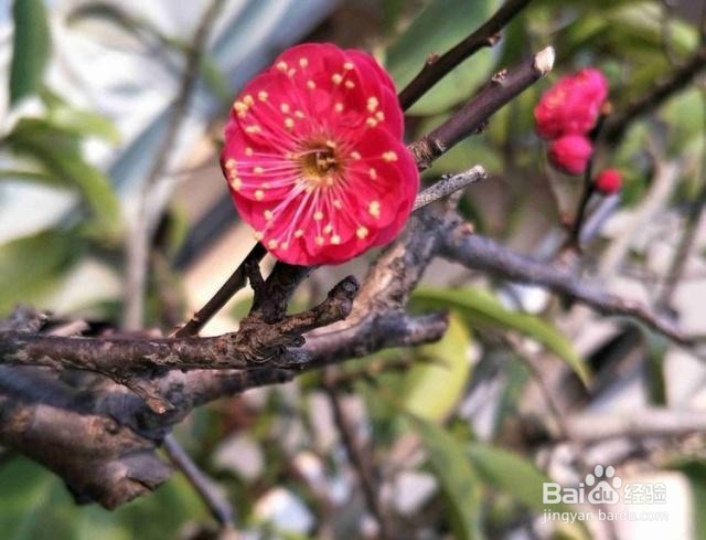 腊梅花苞掉落怎么解救