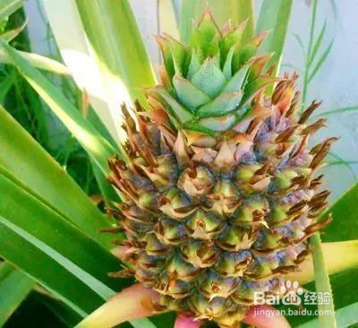 买完菠萝顶花一定要拿回来！