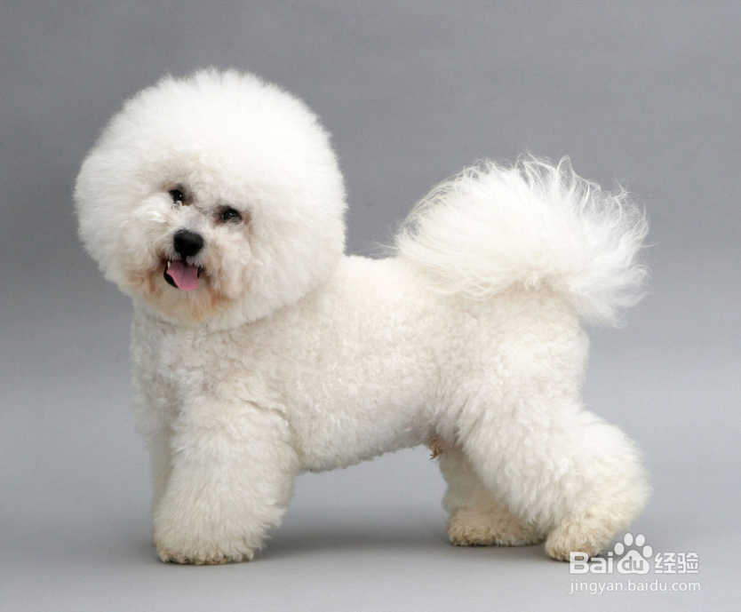 比熊狗毛毛变黄怎么办