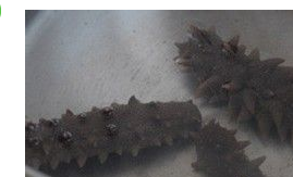 海参的做法步骤