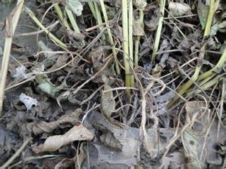 秘验单方 治疗糖尿病