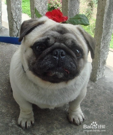 狗狗,我的世界不能没有你