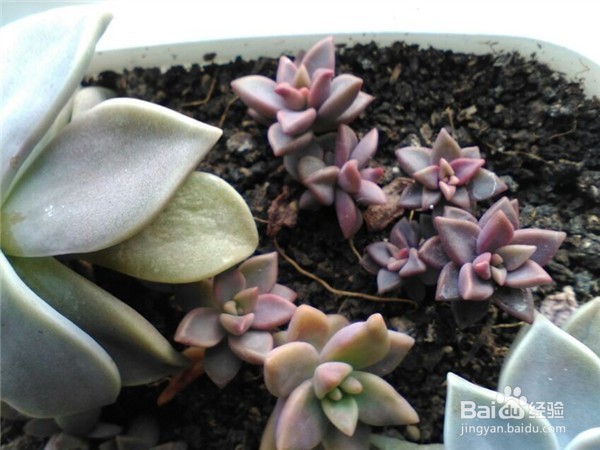 如何养好多肉植物胧月