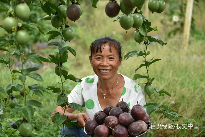 百香果怎么开