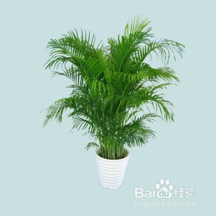 卧室应怎样布置和选择植物