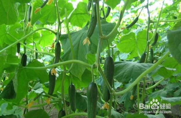 正确使用9大养生食物轻松过夏季